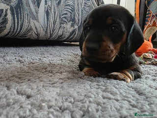 Miniature Dachshund dogs for sale - Advert 1