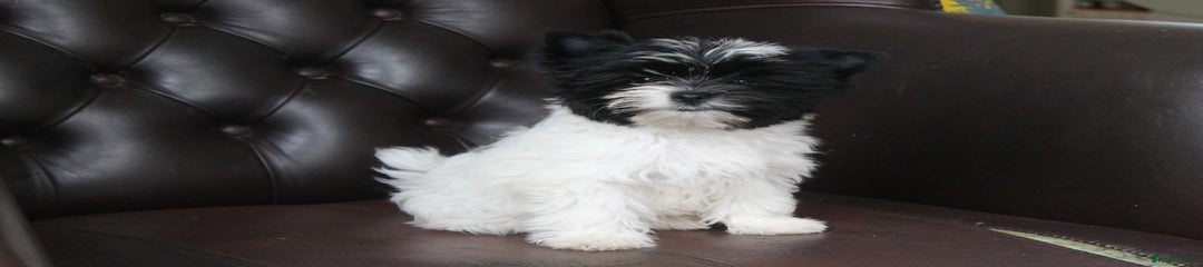 Abigail