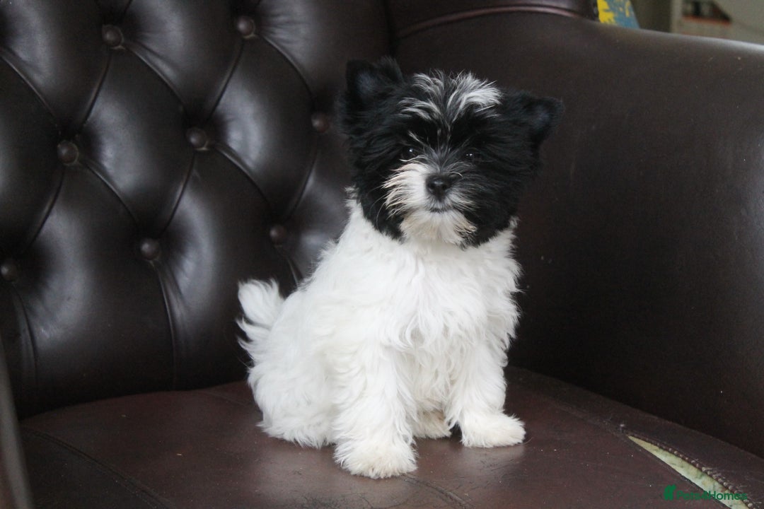 Yorkshire Terrier dogs for sale: Rare Colourful Pedigree Yorkies Certified Breeder - Image 13