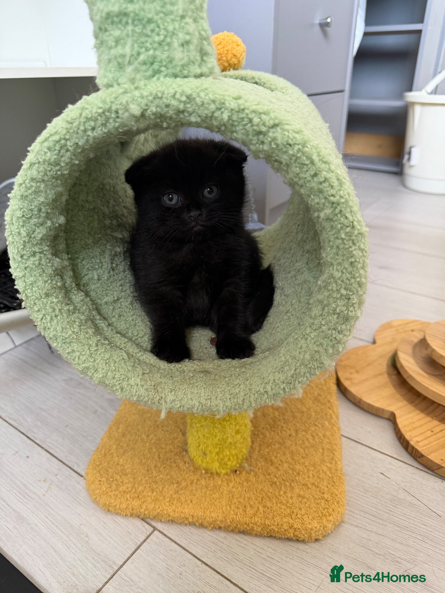 Scottish Fold cats Exceptional litter of Scottish fold/ straight😍😍 - Advert 2