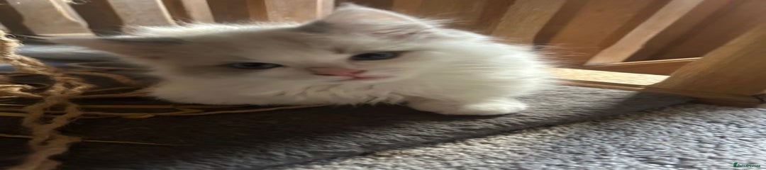 Ragdoll Kitten 2