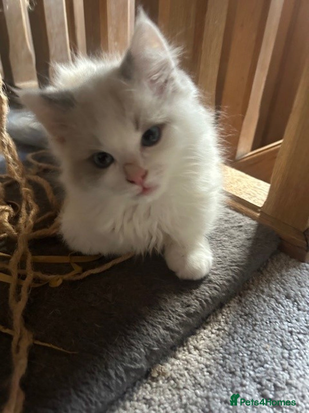 Ragdoll cats for sale: 2 Ragdoll Sisters - Image 6