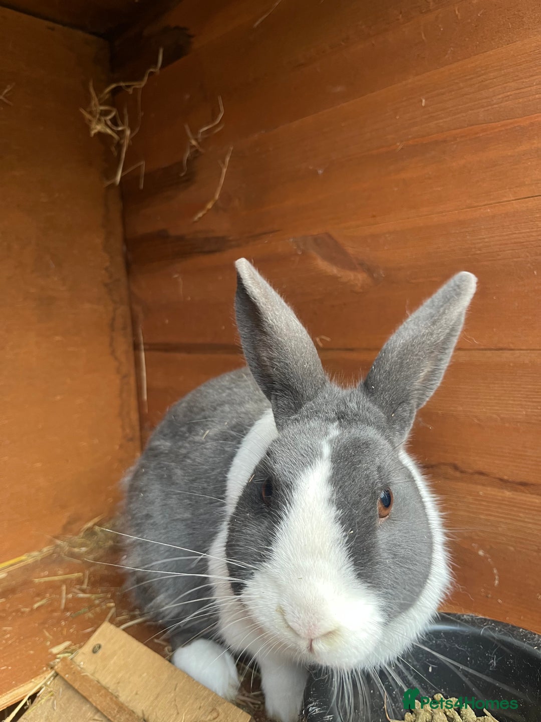 Dutch rabbits for sale: Male Dutch rabbit fr sale near Bury St Edmunds - Advert 2