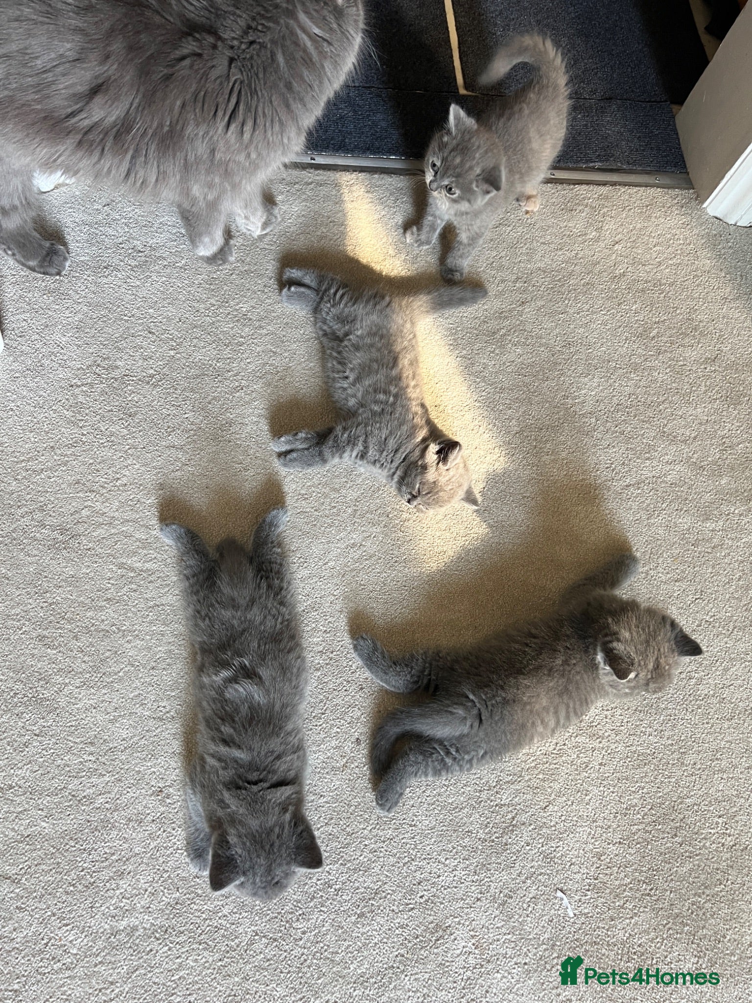 British Shorthair cats Kitten British shorthair  - Advert 2
