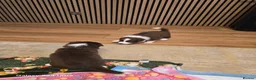 Border Collie dogs for sale: BORDER COLLIE PUPPIES – BEAUTIFUL LITTER OF 9  in Wishaw - Advert 12