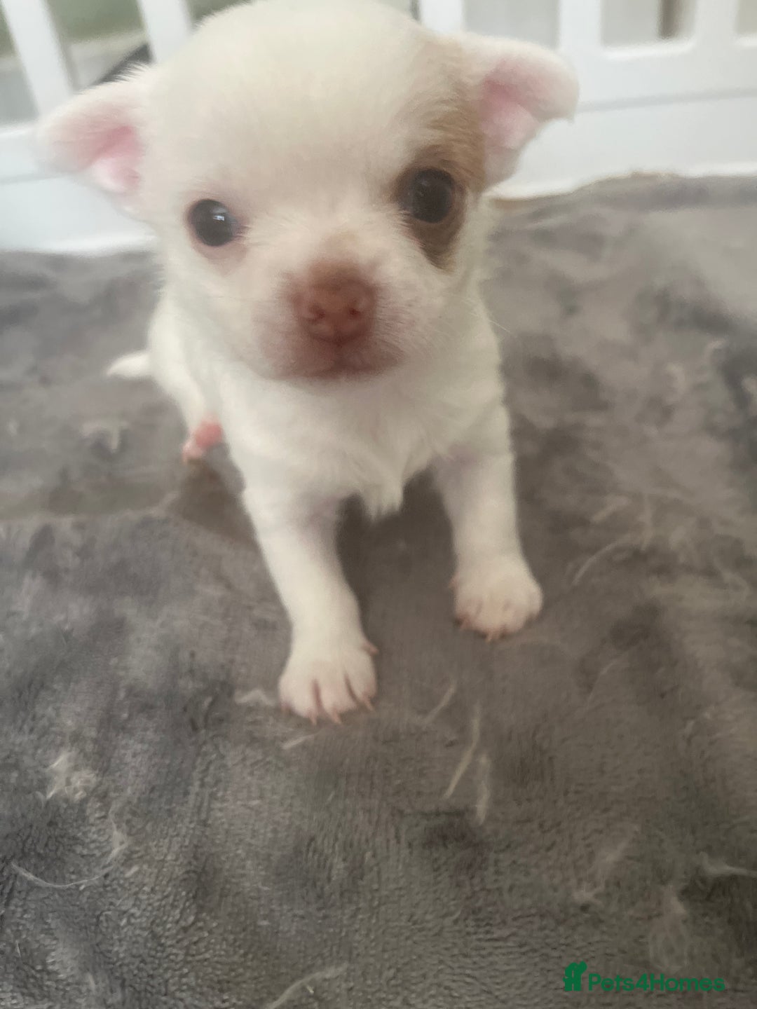 Chihuahua dogs for sale: 1 male chihuahua  - Advert 10