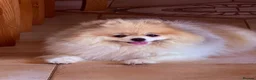 Pomeranian dogs for sale: Stunning Pomeranian Puppies for sale  in Billingshurst - Advert 7