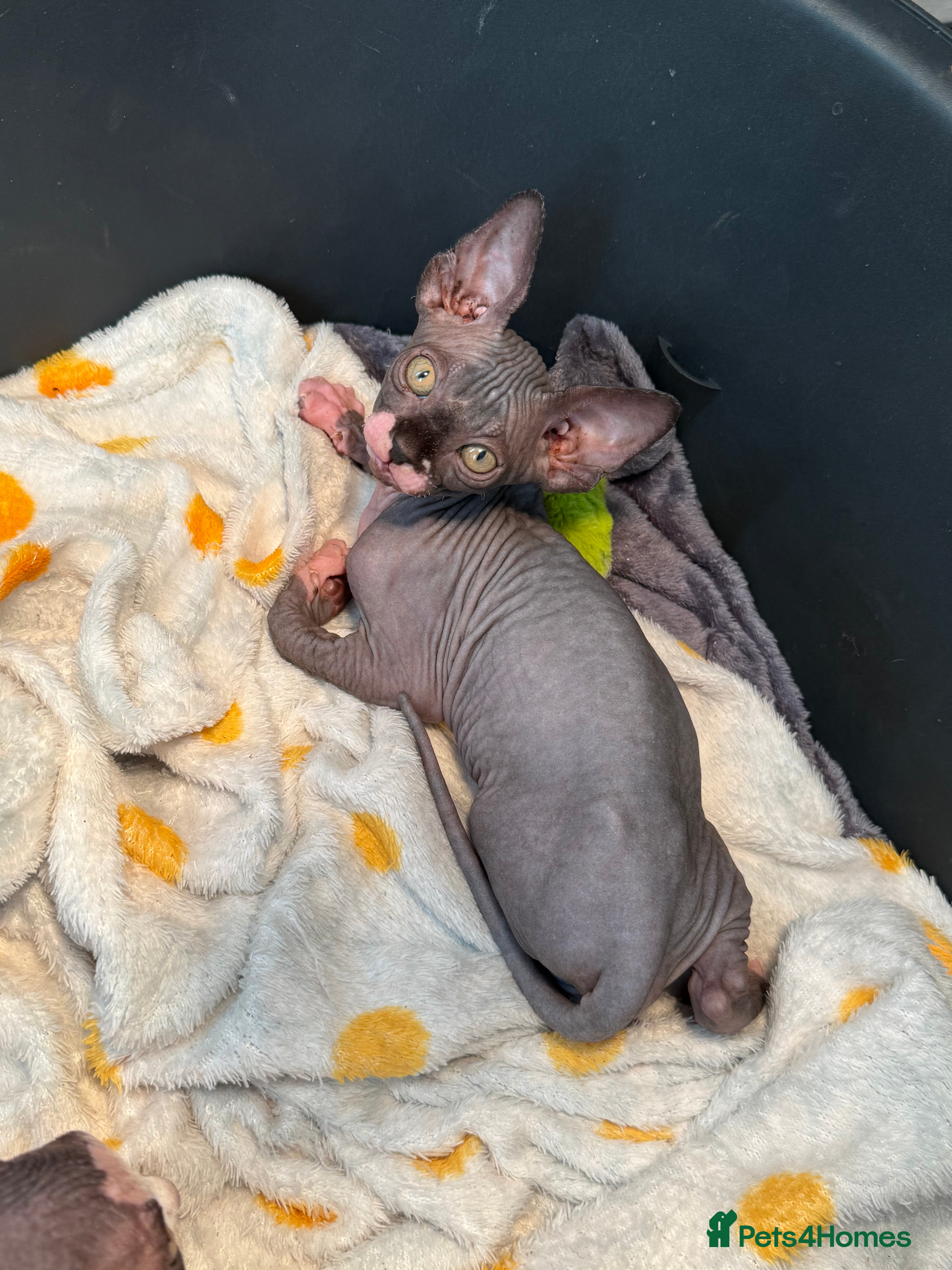 Sphynx cats Beautiful litter of sphynx & bambino - Advert 7