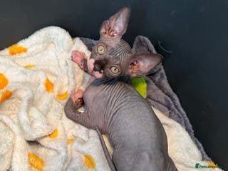 Sphynx cats Beautiful litter of sphynx & bambino - Advert 7