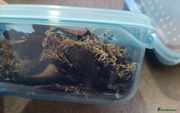 Mixed Breed invertebrates for sale: Tropical Grey Woodlice / Isopods - Huge Colonies - Image 11