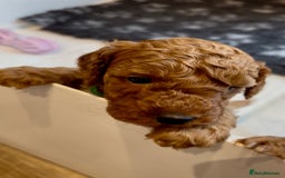 Cockapoo dogs for sale: Stunning Fox Red F1B Cockapoos only 1 girls left - Image 34