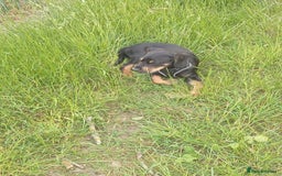 Mixed Breed dogs for sale: Cockador 8 months old - Image 1