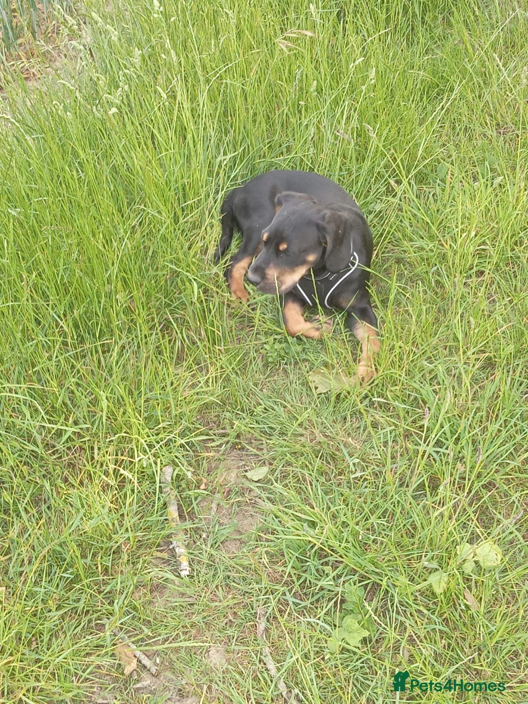 Mixed Breed dogs for sale: Cockador 8 months old - Image 1