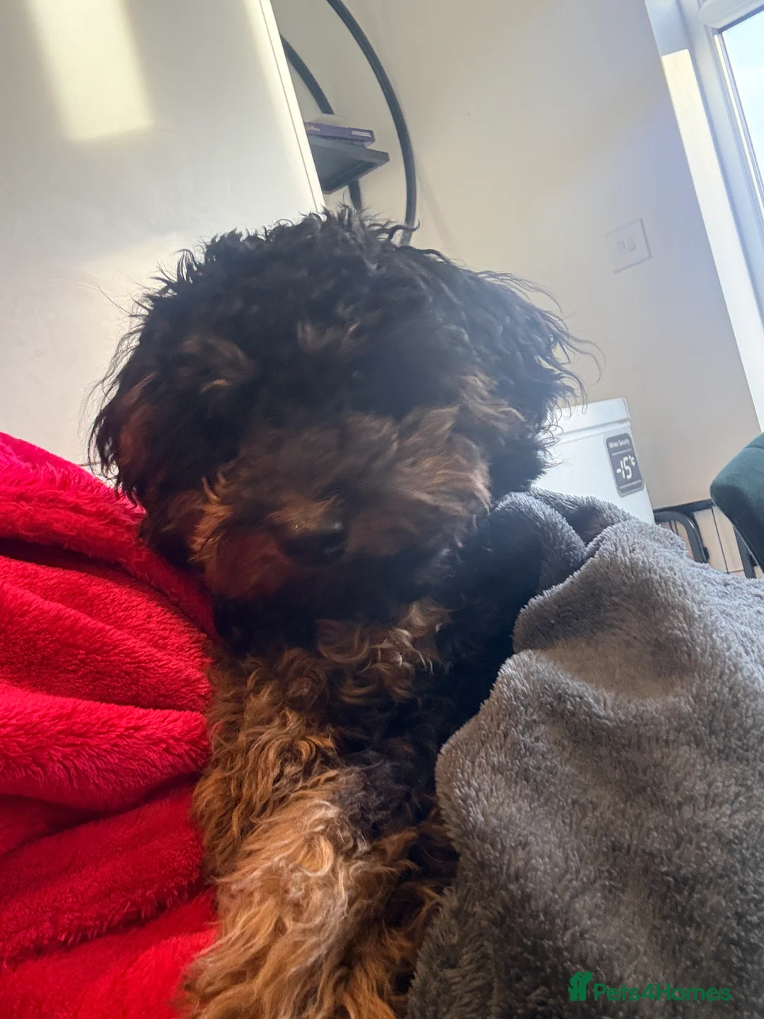 Cavapoo dogs for sale: Loving home - Advert 3