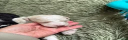 Bernedoodle dogs for sale: Stunning bernedoodle puppies  - Advert 22