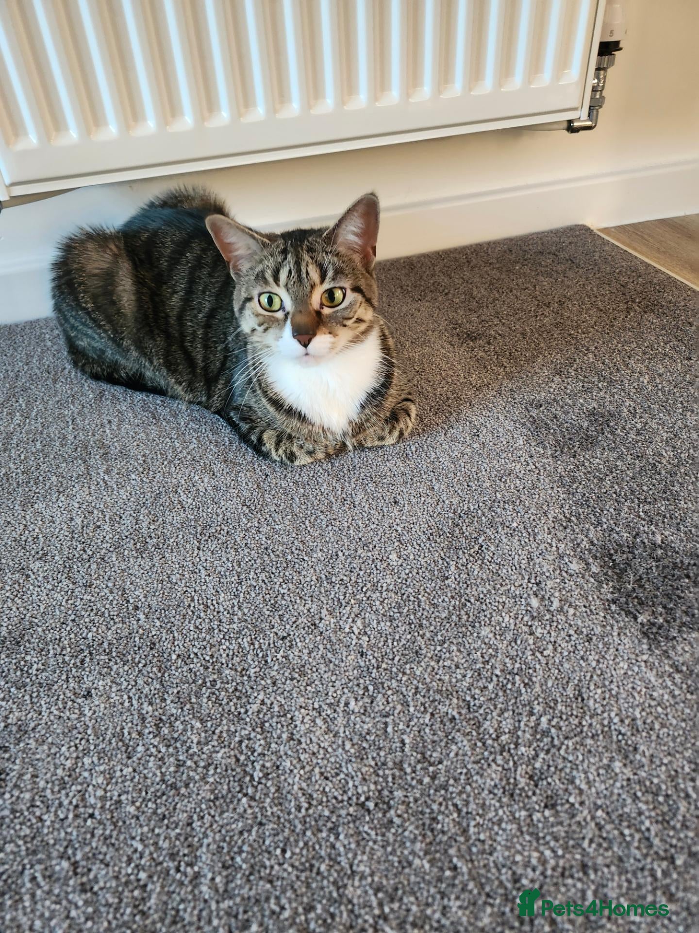 Mixed Breed cats REHOMING  - Advert 2