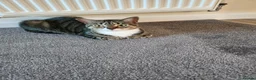 Mixed Breed cats for sale: REHOMING  - Advert 1