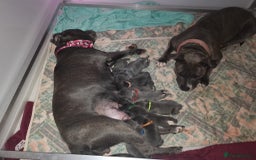 Staffordshire Bull Terrier dogs for sale: For Sale Blue Staffies/ Blue Staffordshire  - Image 1