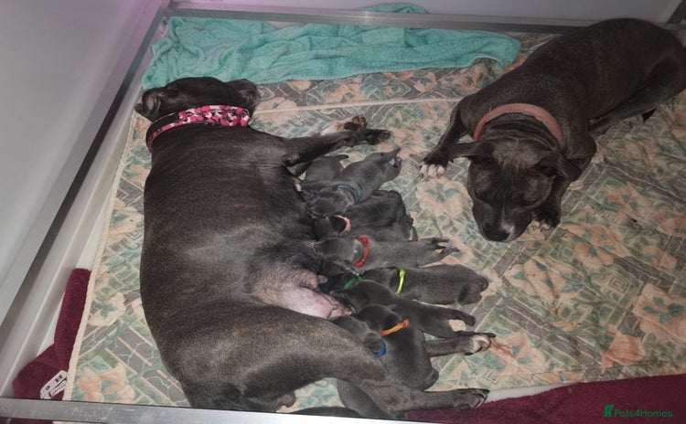 Staffordshire Bull Terrier dogs - Advert 1