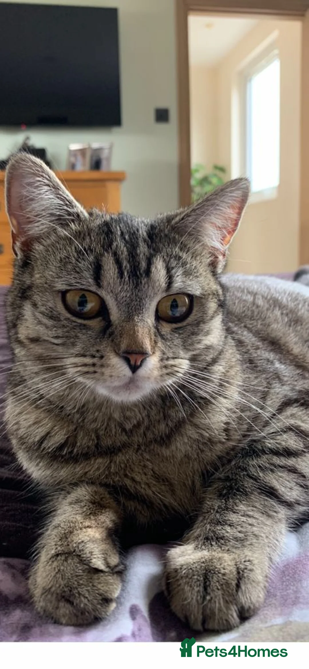 Mixed Breed cats for sale: Tuxedo kitten in Chigwell - Advert 4