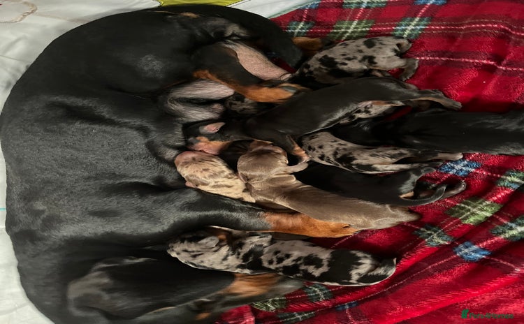 Miniature Dachshund dogs - Advert 2