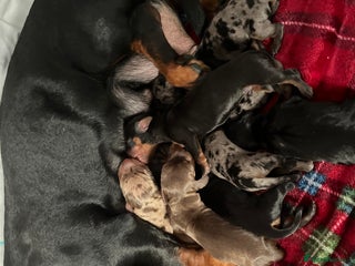 Miniature Dachshund dogs - Advert 36