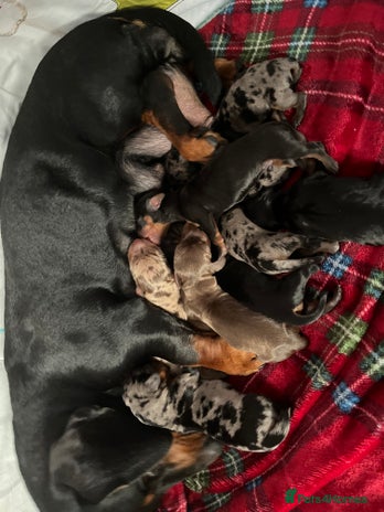 Miniature Dachshund dogs - Advert 2