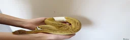 Python Snake reptiles for sale: Royal pythons - Advert 10