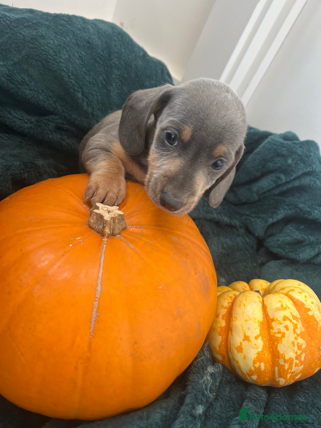 Dachshund dogs for sale: 6 beautiful dachshund puppies  - Image 15