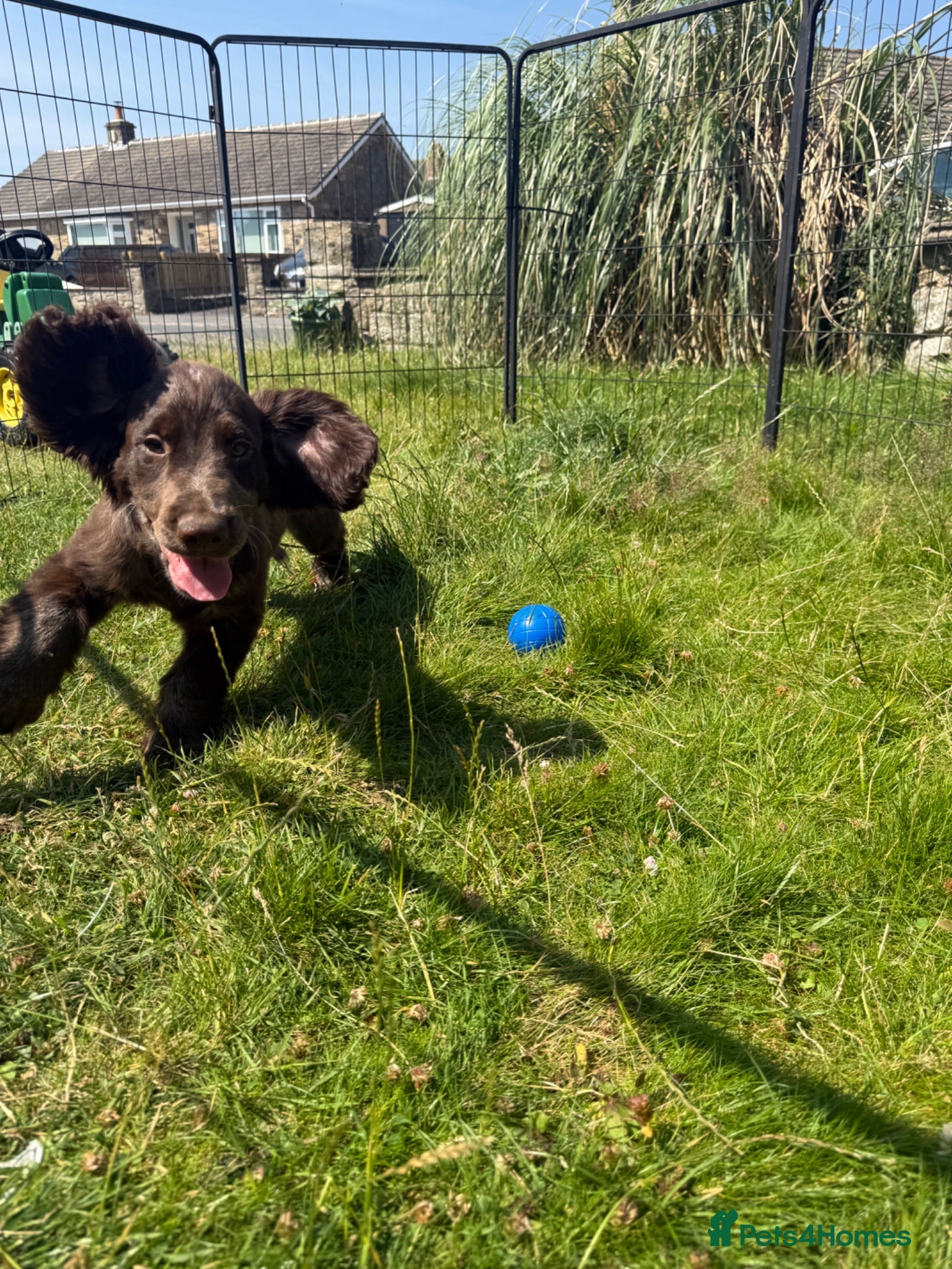 Cocker Spaniel dogs Bred From Extensively Health Tested Parents - Advert 2