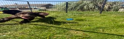 Cocker Spaniel dogs for sale: Wilson KC Registered Looking For Forever Home - Advert 5