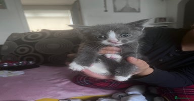 British Longhair cats 4 beautiful kittens  - Advert 12