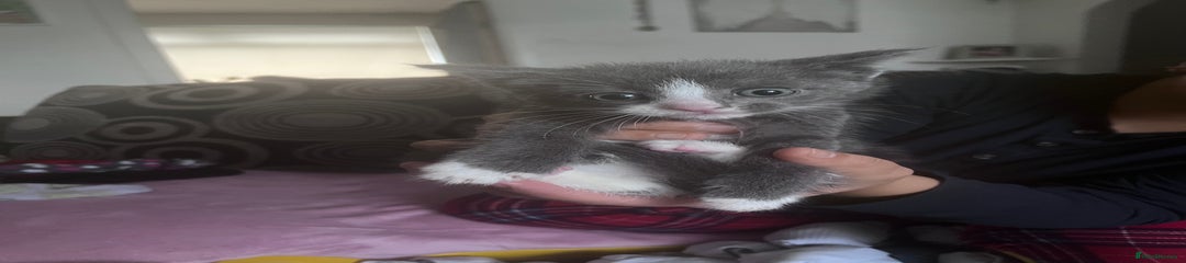 British Longhair Kitten 3