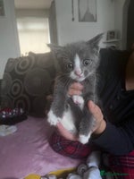 British Longhair cats 4 beautiful kittens - Advert 10