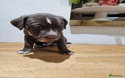 Mixed Breed dogs for sale: Litter of 7 dalmatian cross puppies - Image 13