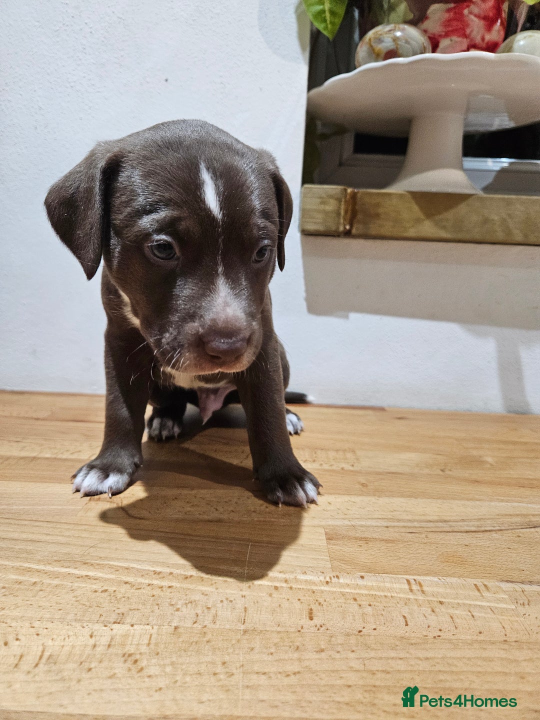 Mixed Breed dogs for sale: Litter of 7 dalmatian cross puppies - Image 13