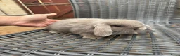Mini Lop rabbits for sale: 1 Baby Lilac Doe Left 🩶 Ready 11th July  - Advert 1