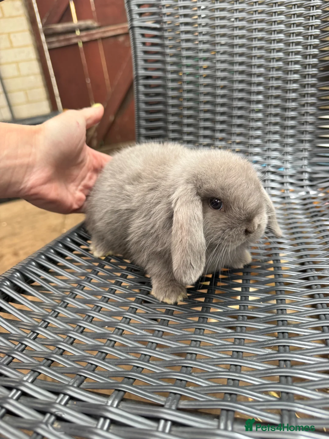Mini Lop rabbits for sale: 1 Baby Lilac Doe Left 🩶 Ready 11th July  - Advert 1