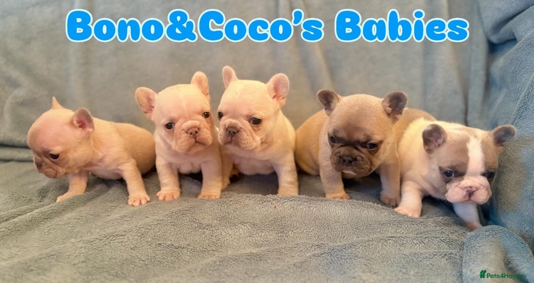 French Bulldog dogs for sale: Only 2 Girls left:French Bull Dog Puppies - Advert 12