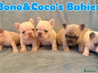 French Bulldog dogs French Bull Dog Puppies - Advert 9