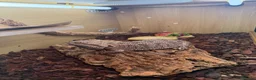 Bearded Dragon reptiles for sale: Bearded Dragon & Full Vivarium Setup for Sale in Bristol - Advert 2