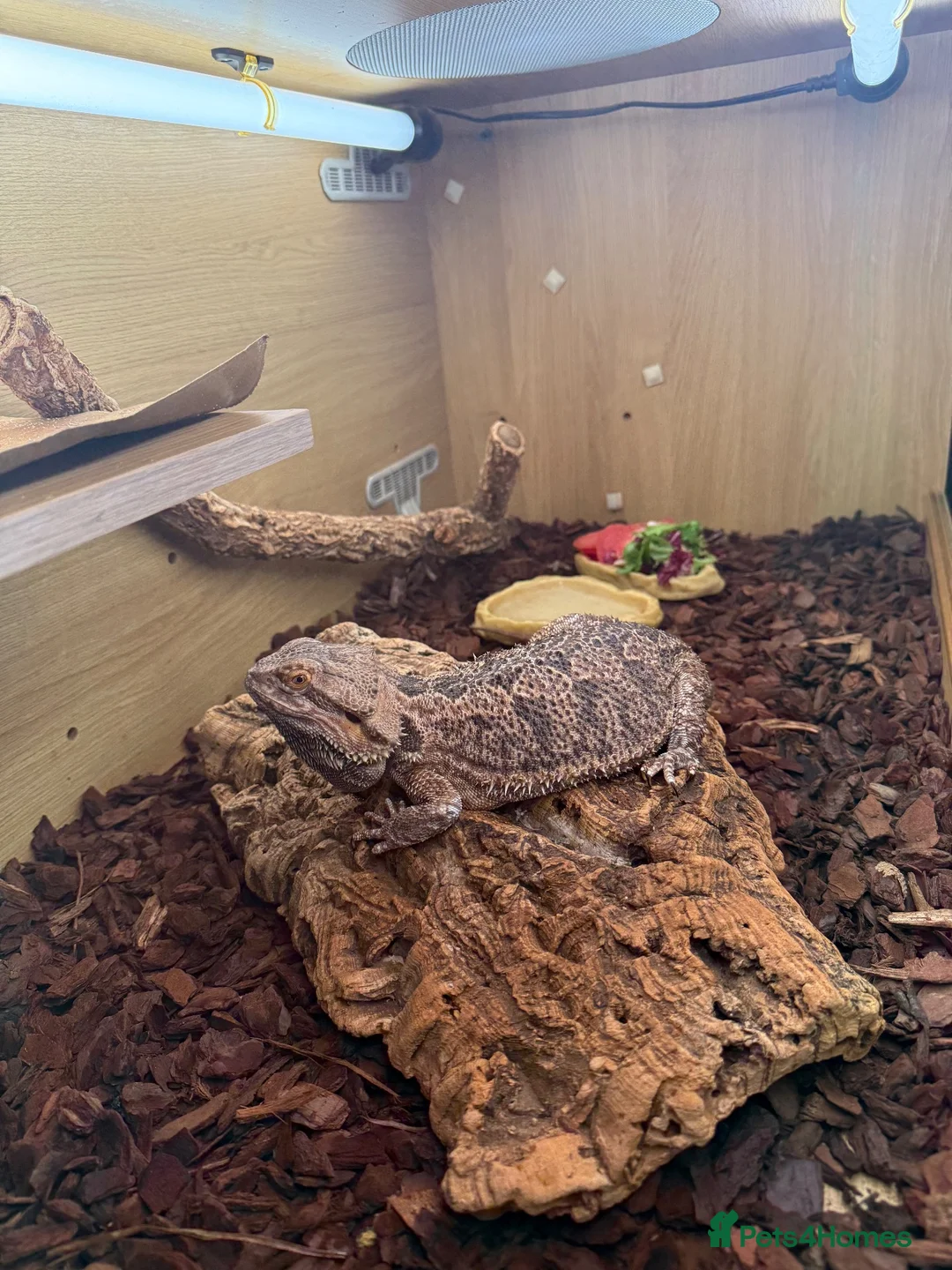 Bearded Dragon reptiles for sale: Bearded Dragon & Full Vivarium Setup for Sale in Bristol - Advert 2
