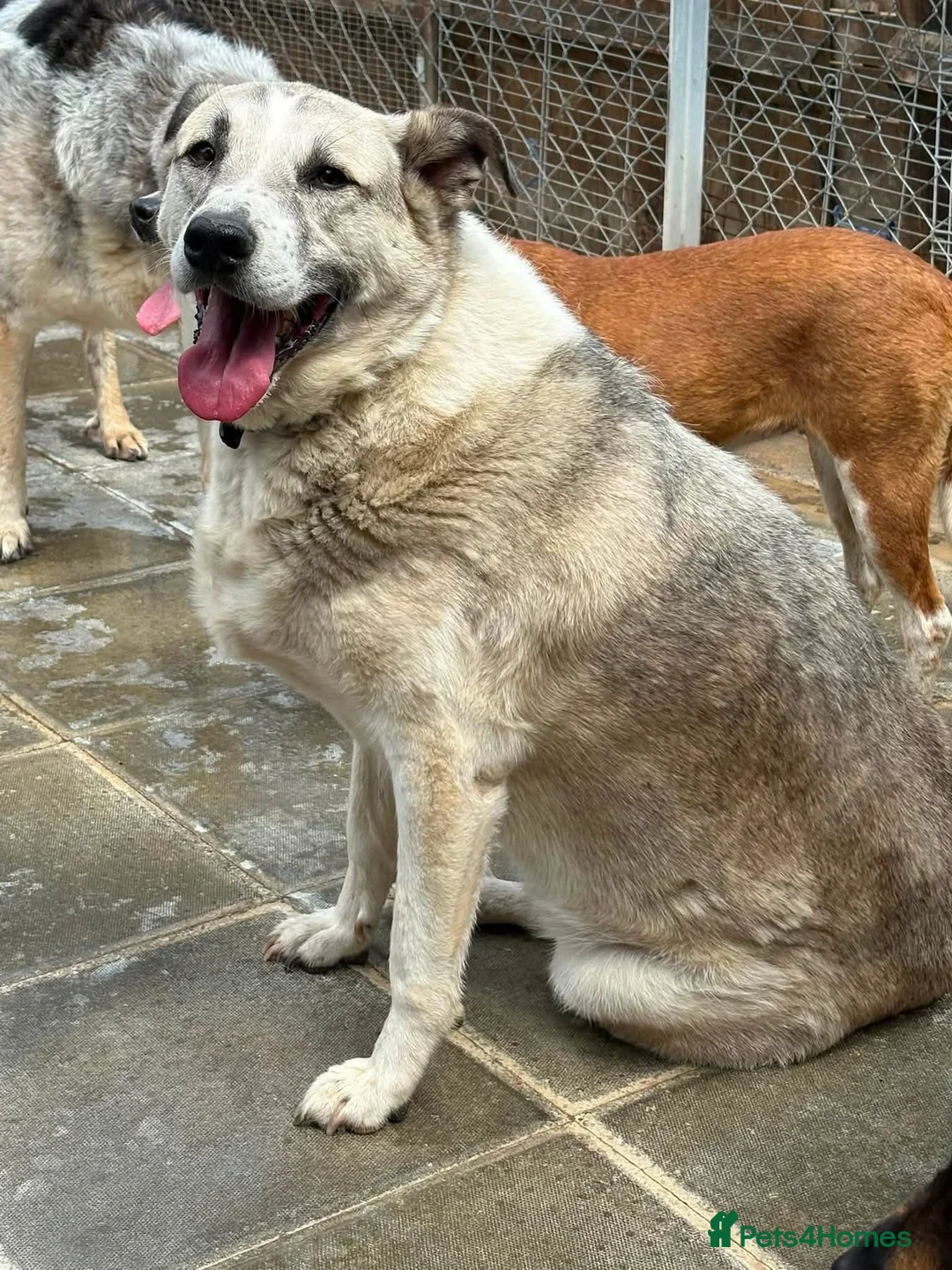Mixed Breed dogs for adoption: Peach - Taverham Norfolk  - Advert 13
