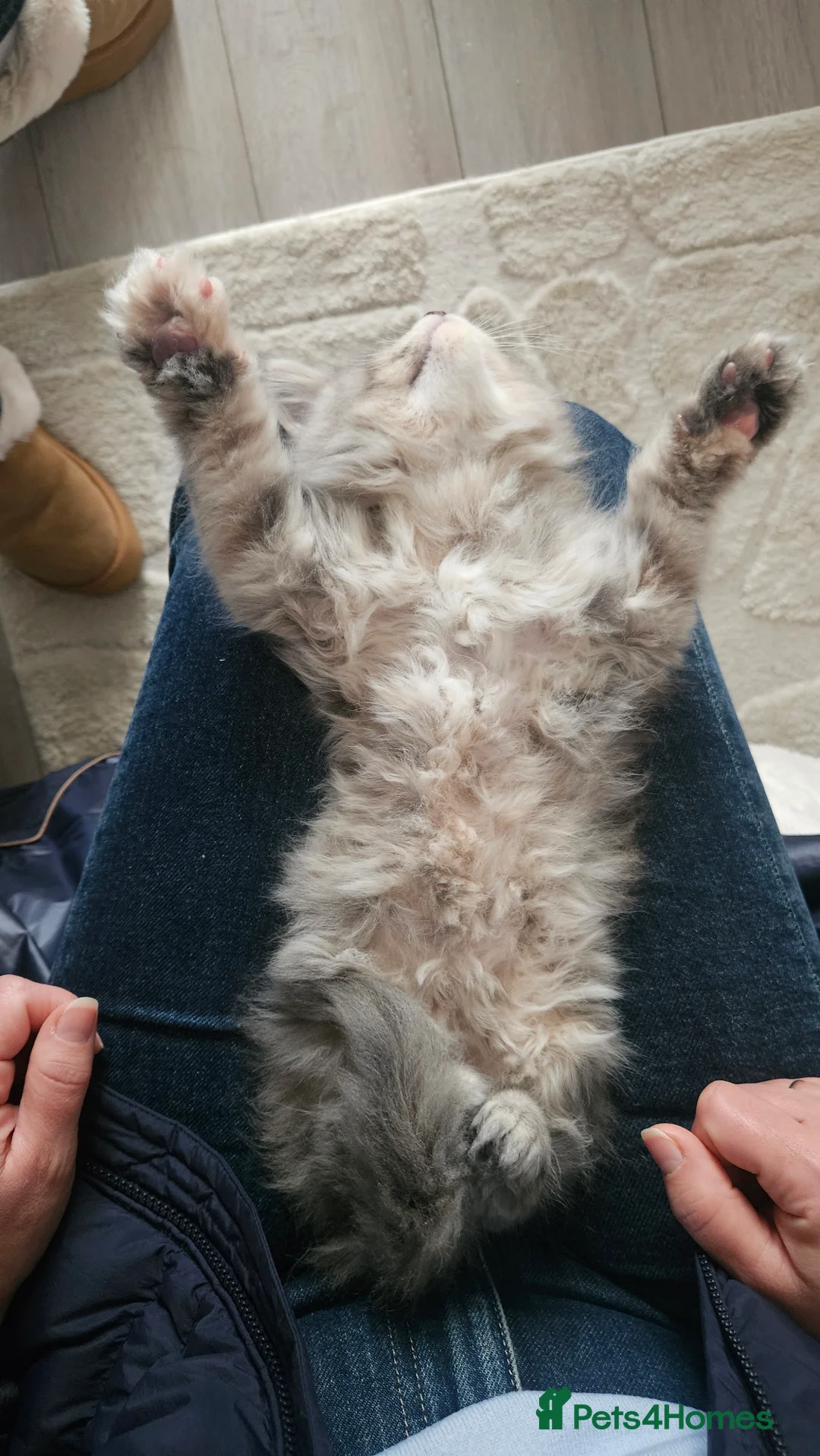 Maine Coon cats for sale: Adorable Main coon kittens - Advert 12