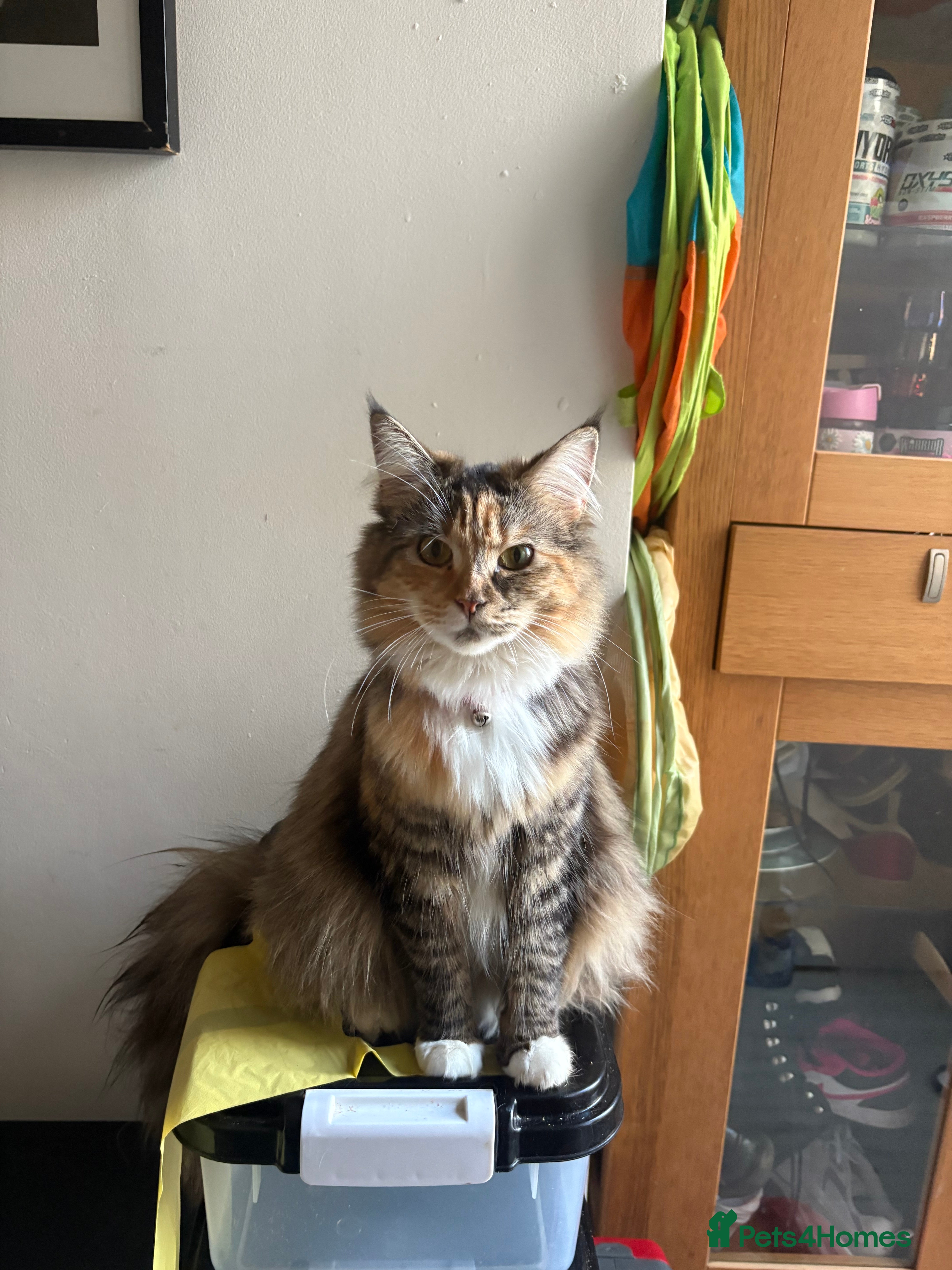 Maine Coon cats Maincoon kittens 3 male 2 females ready to fo - Advert 1