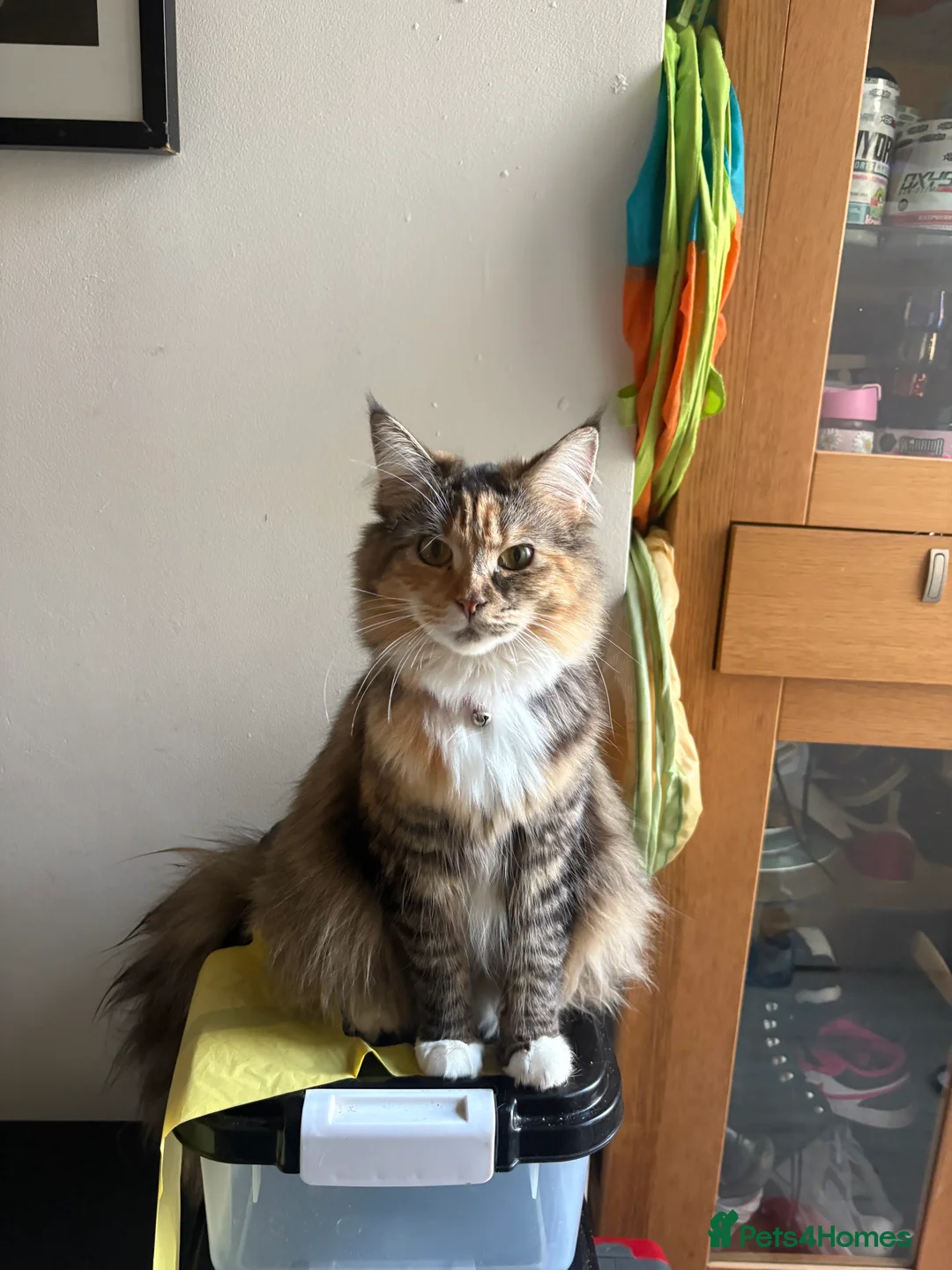 Maine Coon cats for sale: Maincoon kittens 3 male 2 females ready to fo - Advert 1