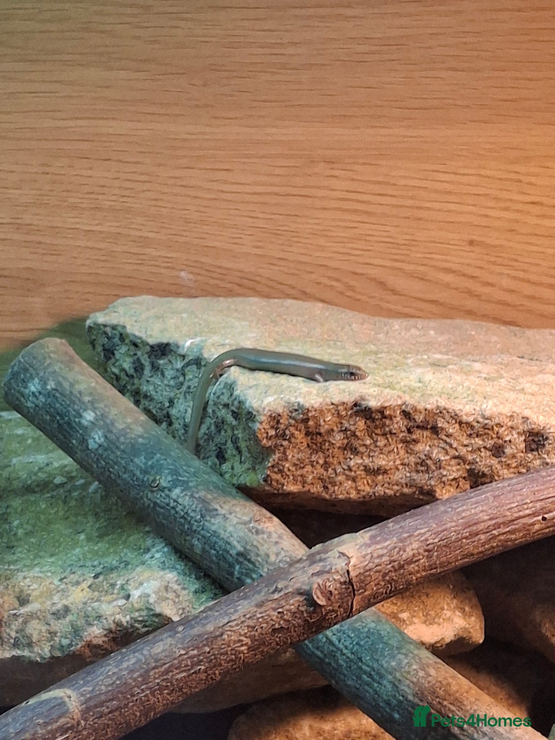 Skink reptiles for sale: 6 week old Ocellated skinks - Image 6
