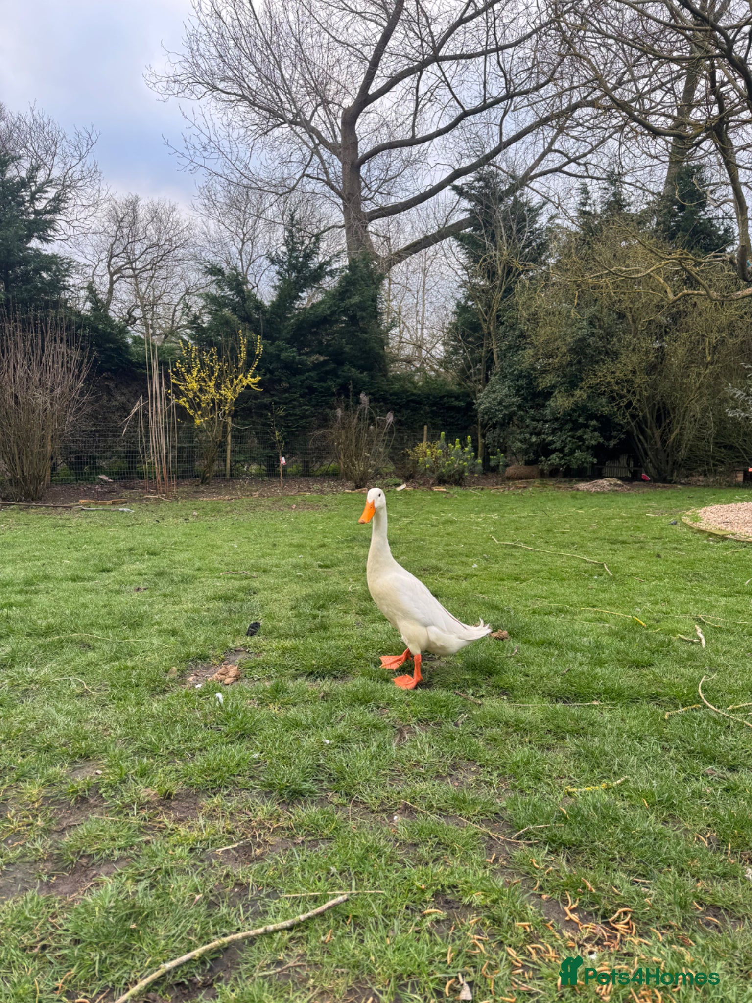 Ducks poultry Indian runner duck drake for sale  - Advert 1