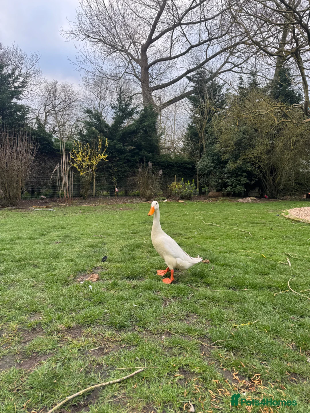 Ducks poultry for sale: Indian runner duck drake for sale  - Advert 1