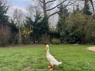 Ducks poultry Indian runner duck drake for sale - Advert 1